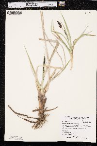 Carex nebrascensis image