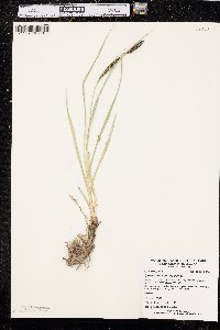 Carex nebrascensis image