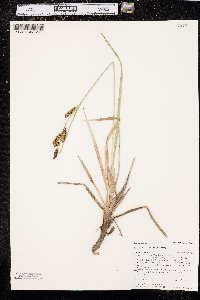 Carex nebrascensis image