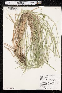 Carex normalis image