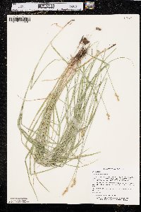 Carex normalis image