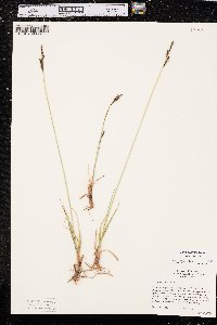 Carex parryana image