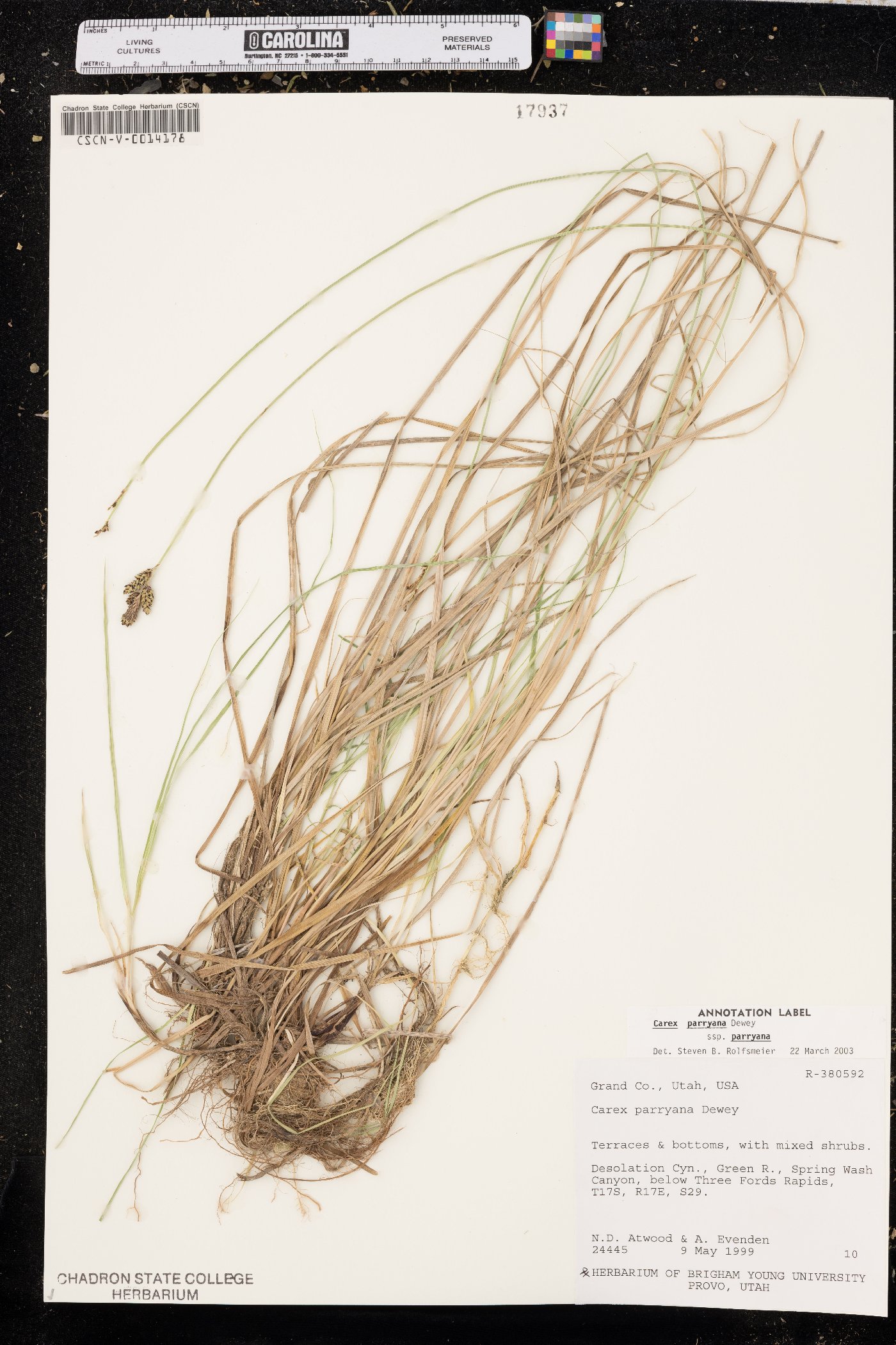 Carex parryana subsp. parryana image