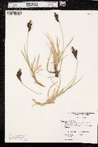 Carex paysonis image