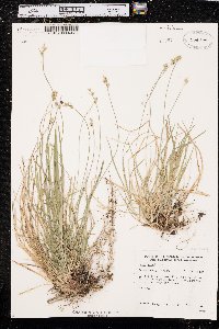 Carex peckii image