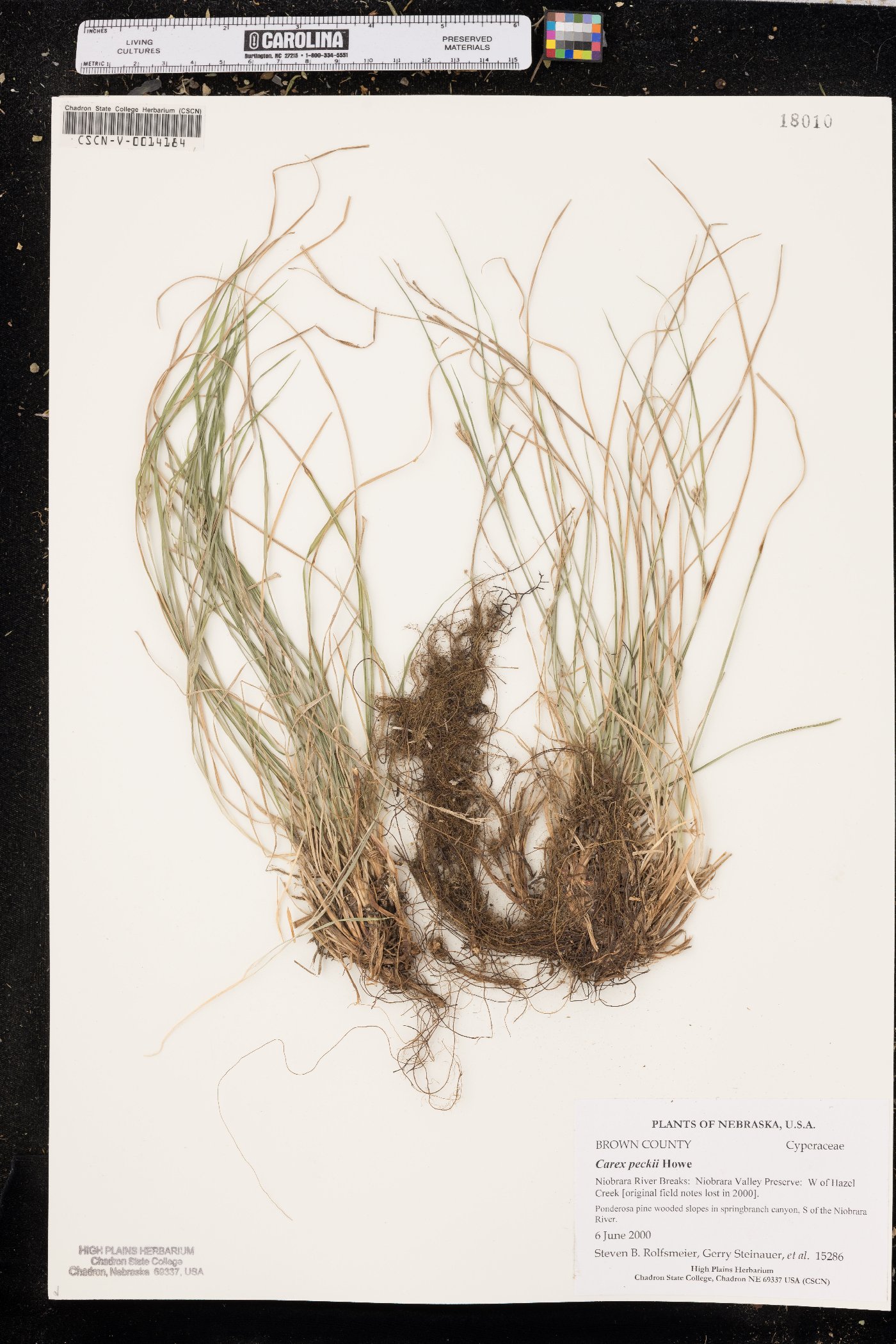 Carex peckii image