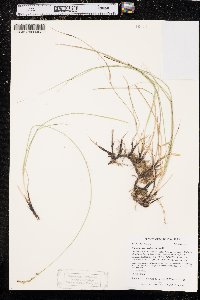 Carex praegracilis image