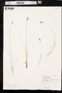 Carex praegracilis image