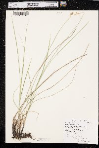 Carex praegracilis image