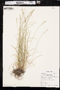 Carex radiata image