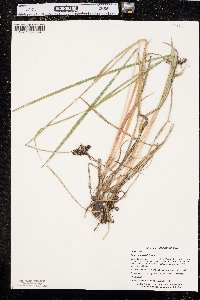 Carex raynoldsii image