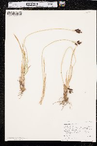 Carex raynoldsii image