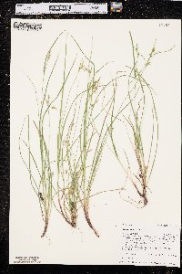 Carex rossii image