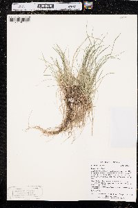 Carex rossii image