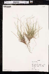 Carex rossii image