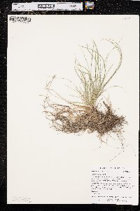 Carex rossii image