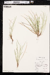 Carex rossii image