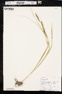 Carex rostrata image