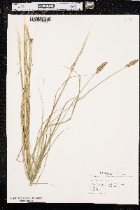 Carex sartwellii image