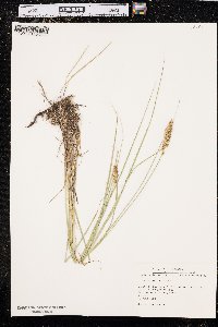 Carex sartwellii image