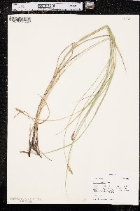 Carex sartwellii image