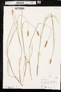 Carex sartwellii image