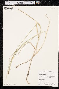 Carex sartwellii image