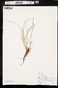 Carex saximontana image