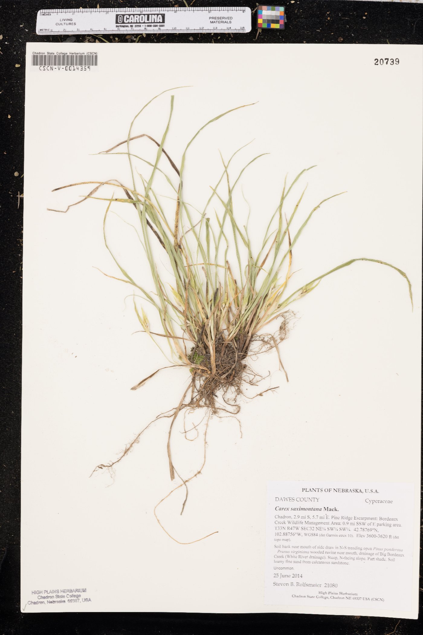 Carex saximontana image