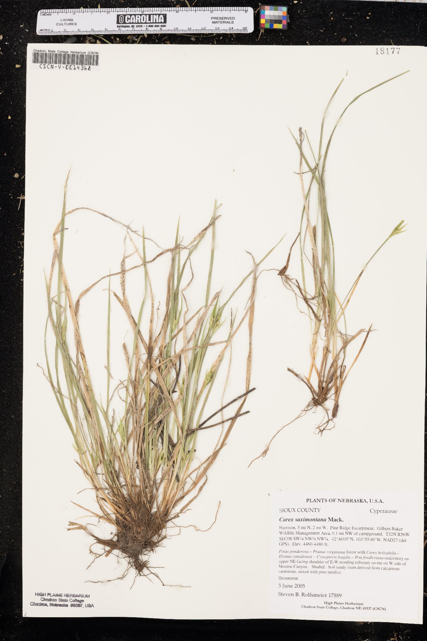 Carex saximontana image