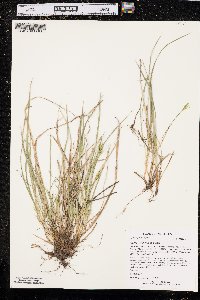 Carex saximontana image