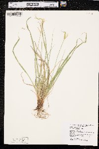 Carex saximontana image