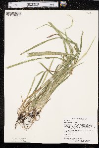 Carex scabrata image