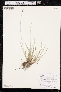 Carex scirpoidea image