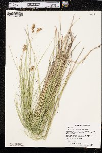 Carex shinnersii image