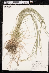 Carex sprengelii image