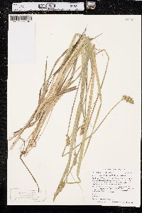 Carex stipata var. stipata image