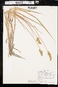 Carex stipata var. stipata image