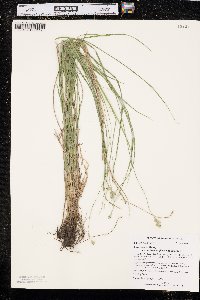 Carex echinodes image