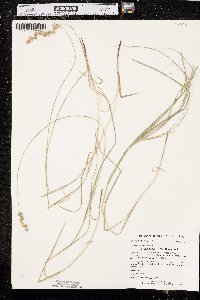 Carex echinodes image