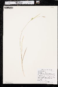 Carex tetanica image