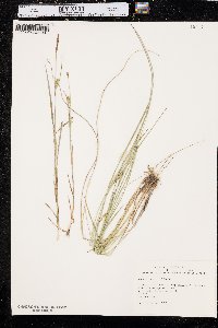 Carex tetanica image