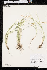 Carex tetanica image