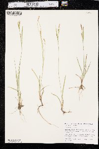 Carex tetanica image