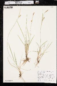 Carex tetanica image