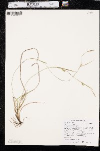 Carex tetanica image