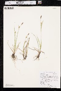 Carex tetanica image