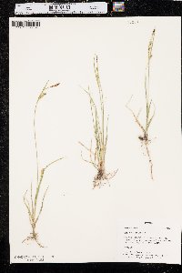 Carex tetanica image