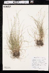 Carex texensis image