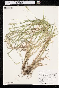 Carex tribuloides var. sangamonensis image